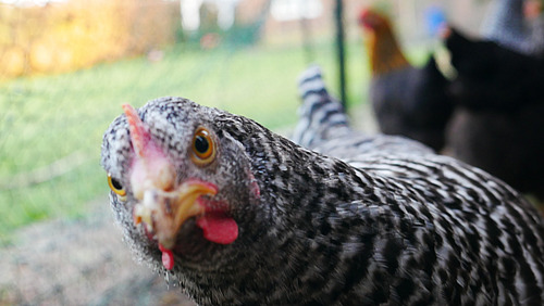 Look who's looking: A chicken looks cheekily into the camera.