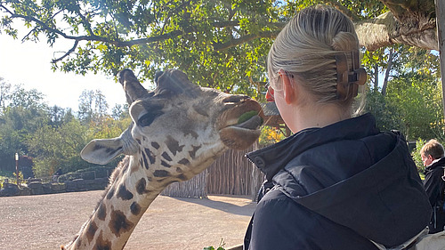 Eine junge Frau f&uuml;ttert eine Giraffe