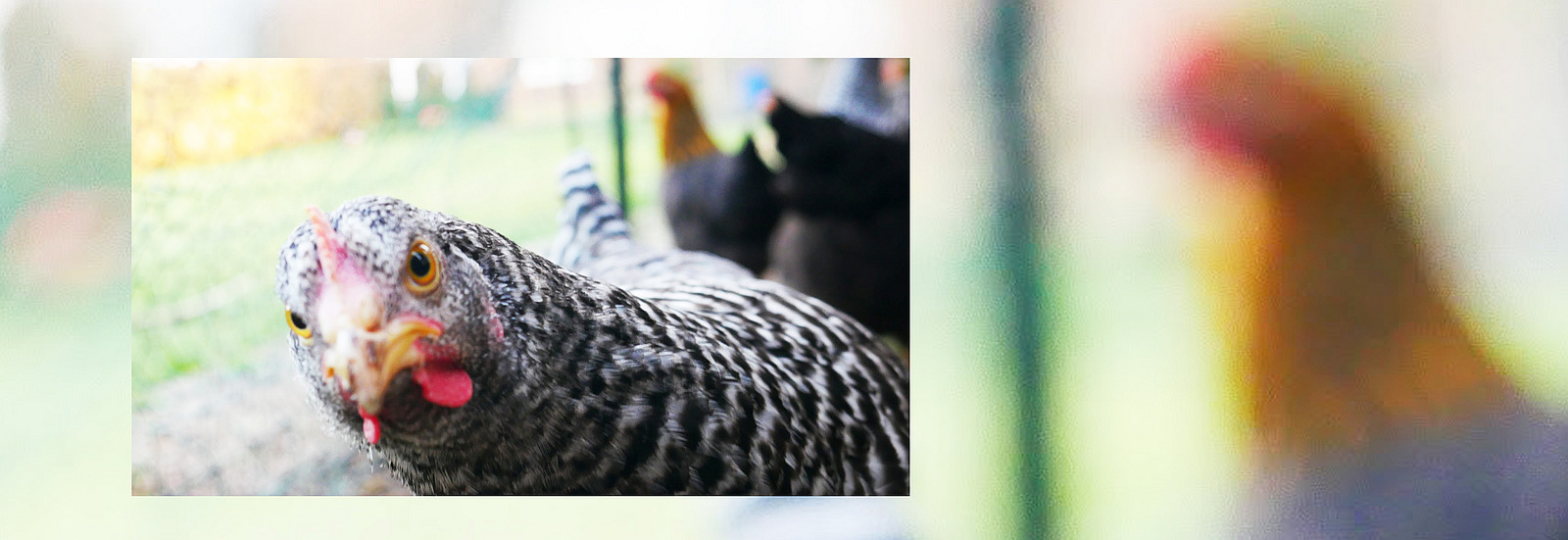 Look who's looking: A chicken looks cheekily into the camera.