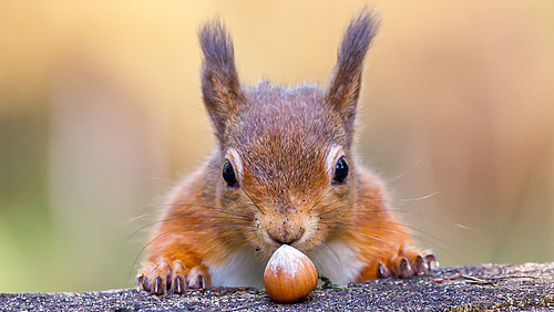 Ein Eichhörnchen schnuppert an einer Haselnuss