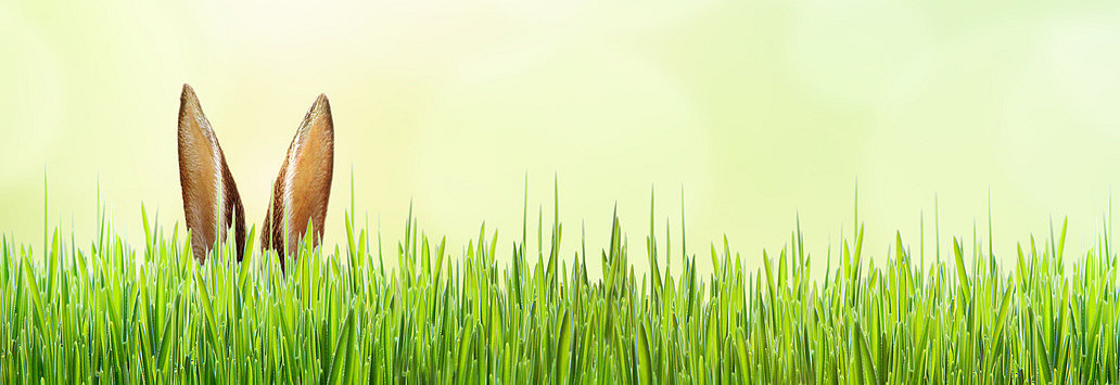 Hasenohren ragen aus frischem, gr&uuml;nen Gras hervor. 