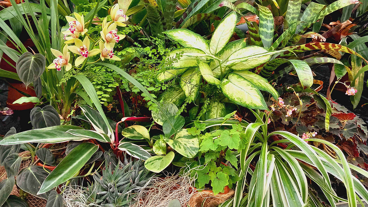 A collection of different green plants