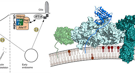 Collage of molecular structures and graphic representations of cellular processes; the labels include “Anterior Planar Cell Polarity”, “actin cytoskeleton”, "Cilia" and “Early endosome”.