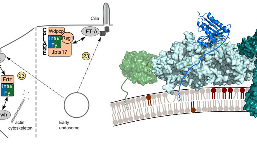 Collage of molecular structures and graphic representations of cellular processes; the labels include “Anterior Planar Cell Polarity”, “actin cytoskeleton”, "Cilia" and “Early endosome”.