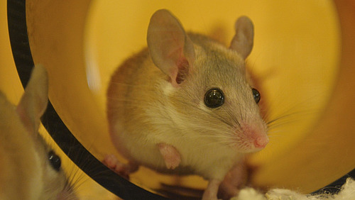 A mouse is sitting in a tube, and part of another mouse can be seen at the bottom left of the picture.