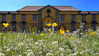 Blick &uuml;ber ein Wildblumenbeet &uuml;ber die Stra&szlig;e auf das Haupttor des Schlosses.