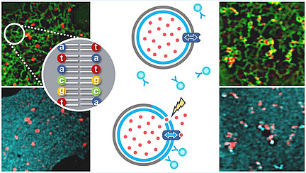 Colourful microscopy images can be seen on the left and right, with schematic representations of cellular processes in the centre.