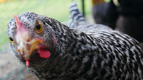Ein Huhn blickt in die Kamera, im Hintergrund sind weitere H&uuml;hner zu sehen.