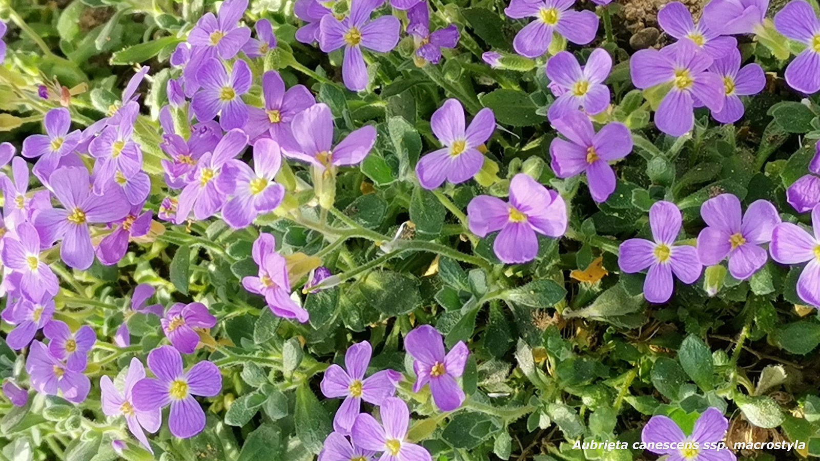 Blaukissen mit hellvioletten Blüten 