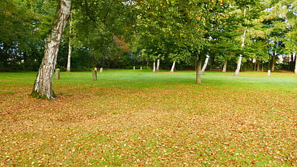 Ein herbstlicher Park mit einem weitläufigen Rasenbereich, der mit gefallenen Blättern bedeckt ist. Im Vordergrund steht eine einzelne Birke mit einer charakteristischen weißen Rinde, während im Hintergrund weitere Laubbäume sichtbar sind.