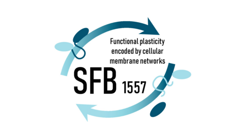 Logo of SFB 1557