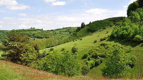 A hilly meadow landscape with bushes