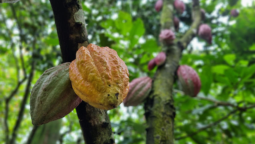 Kakaofr&uuml;chte an einem Baum in Ghana.