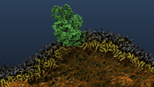 Schematic representation of a cell membrane consisting of elongated, structured structures