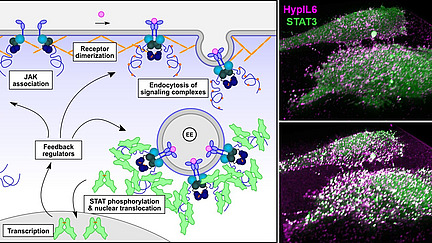 Collage of microscopy images and graphic representations of cellular processes; the labels include “Transcription”, “STAT phosphorylation & nuclear translocation”, “Feedback regulators”, “JAK association”, “Receptor dimerization” and “Endocytosis of signaling complexes”.