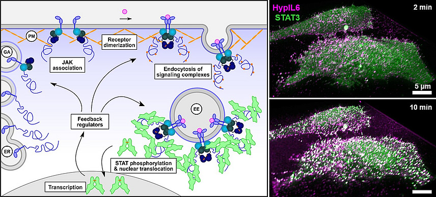 Collage aus Mikroskopieaufnahmen und grafischen Darstellungen von zellulären Prozessen; die Beschriftungen lauten u.a. "Transcription", "STAT phosphorylation & nuclear translocation", "Feedback regulators", "JAK association", "Receptor dimerization" und "Endocytosis of signaling complexes".
