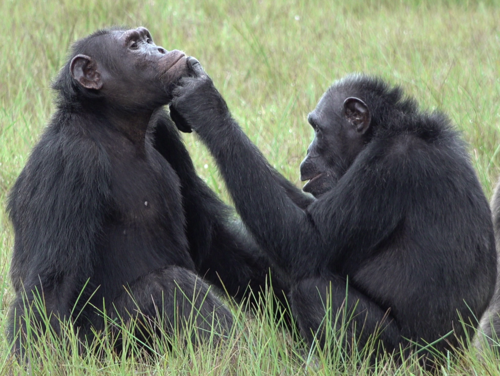 Two chimpanzees sit opposite each other, one touches the other's face with his hand
