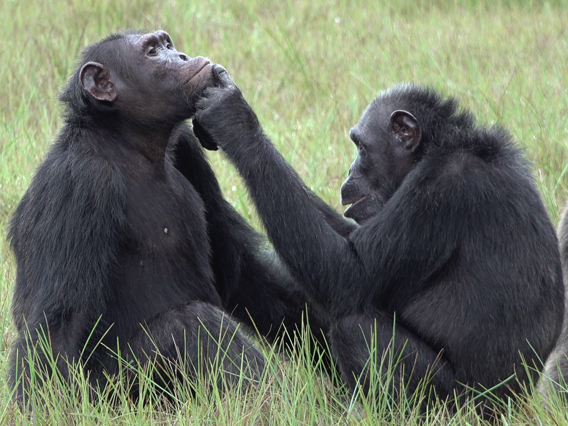 Two chimpanzees sit opposite each other, one touches the other's face with his hand