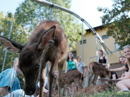 A red deer calf looks into the camera. Smiling students and other red deer calves can be seen in the background.
