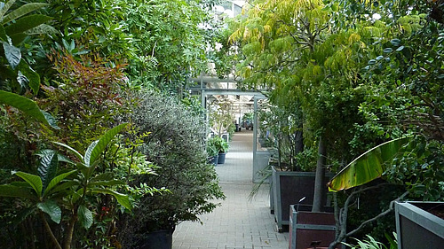 Large green plants stand in a greenhouse