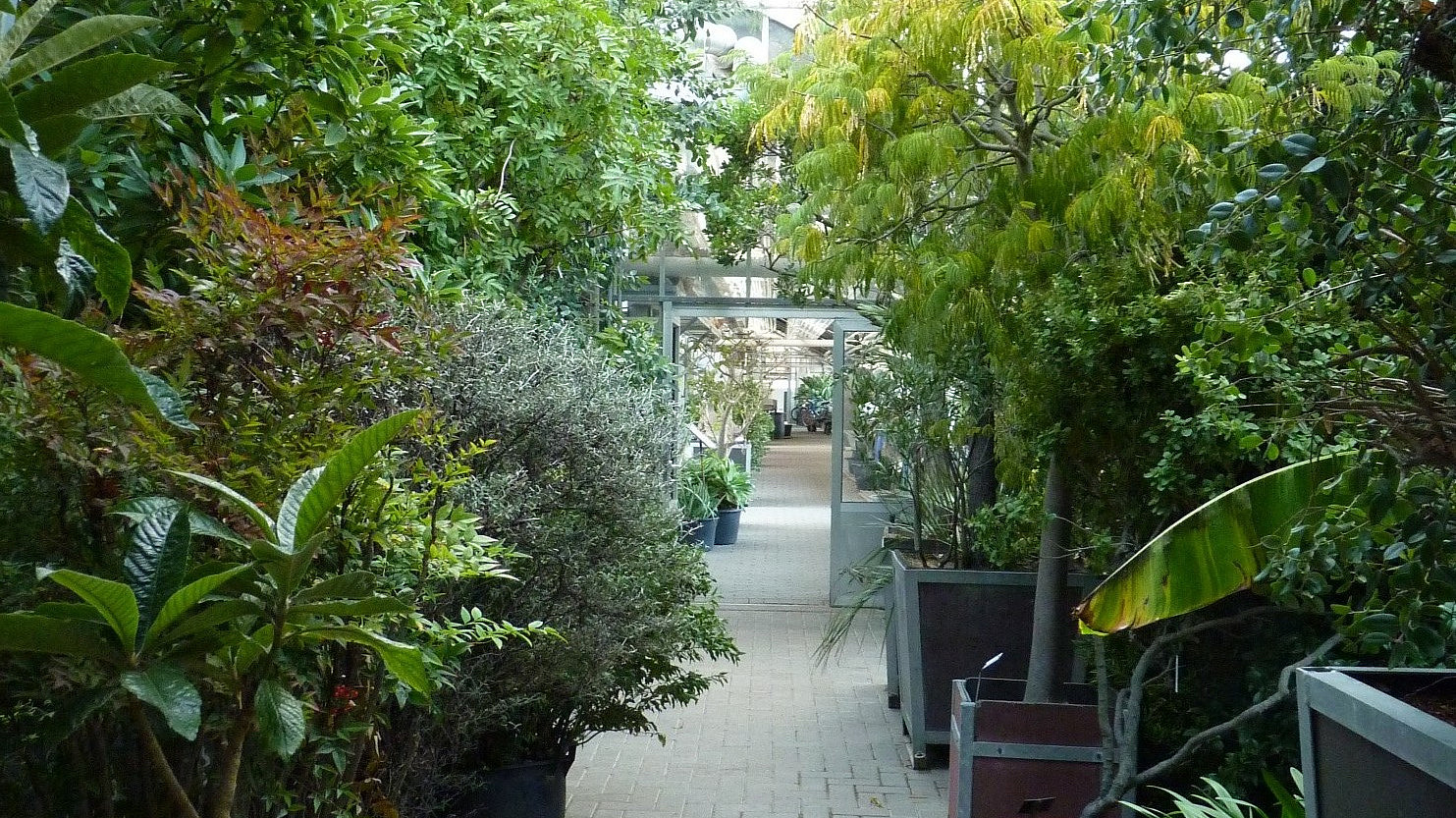 Large green plants stand in a greenhouse