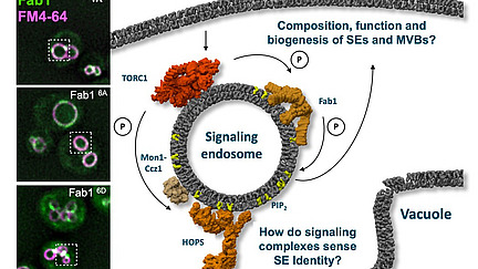 Collage of microscopy images and molecular structures; the captions include “Composition, function and biogenesis of SEs and MVBs?”, “How do signaling complexes sense SE Identitiy?”, “Signaling endosome” and “Vacuole”.