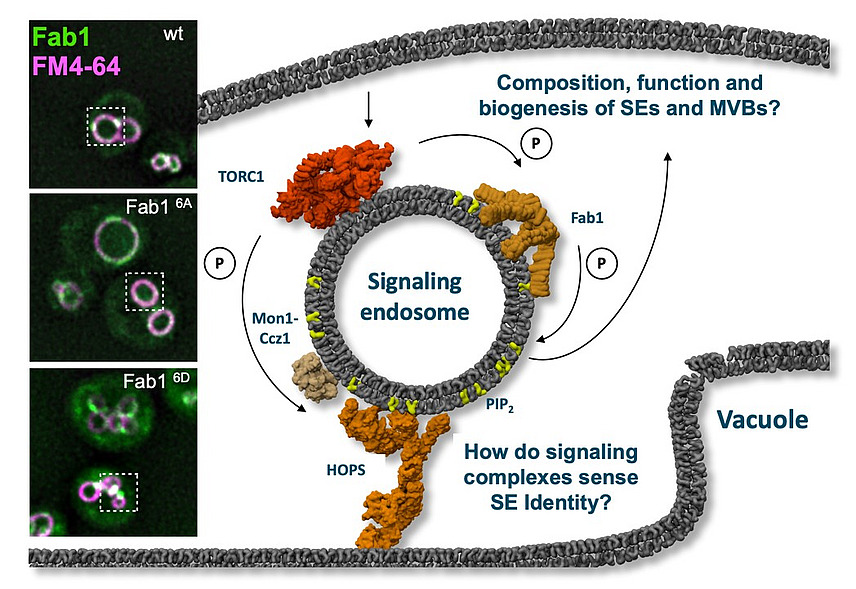 Collage of microscopy images and molecular structures; the captions include “Composition, function and biogenesis of SEs and MVBs?”, “How do signaling complexes sense SE Identitiy?”, “Signaling endosome” and “Vacuole”.