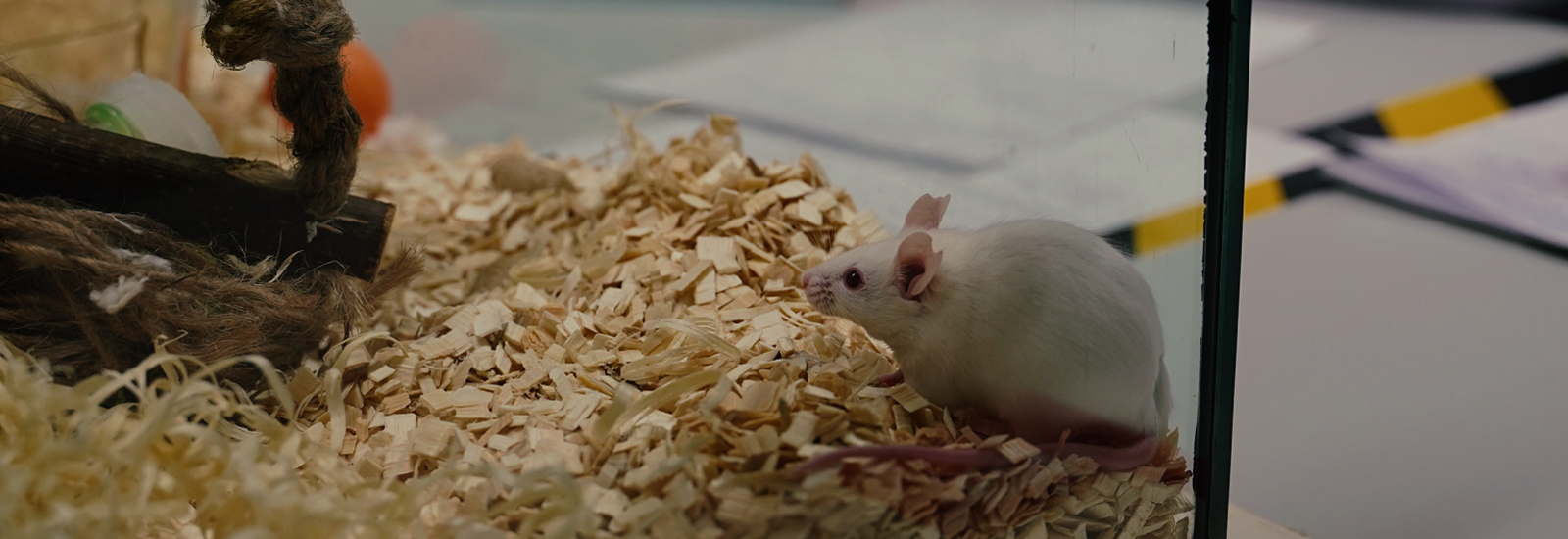 Mouse under observation - ethogram