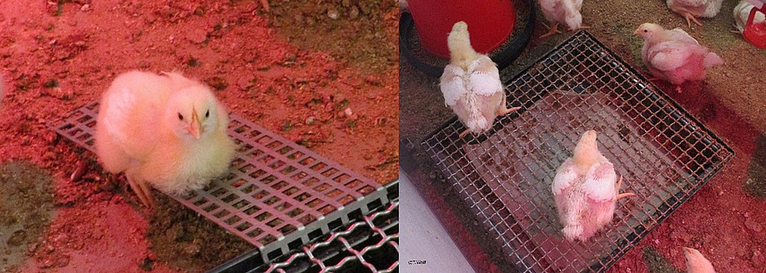 Collage of two photos showing young chickens in a coop