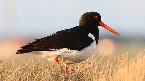 An oystercatcher on a dune