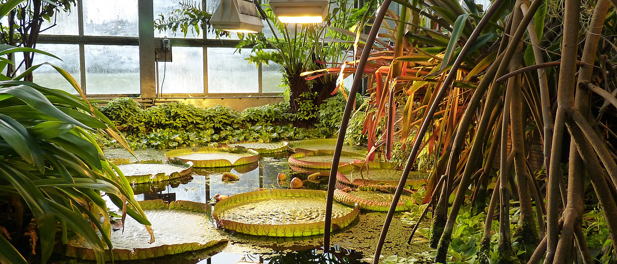 Large water lily leaves on a body of water in a greenhouse.