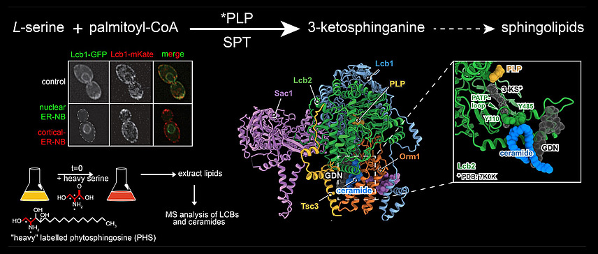Collage of microscopy images, models of molecules and graphical representations of experiments. The caption reads, among other things, “L-serine + palmityol-CoA --> 3-ketosphinganine --> sphingolipids”.