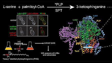 Collage of microscopy images, models of molecules and graphical representations of experiments. The caption reads, among other things, “L-serine + palmityol-CoA --> 3-ketosphinganine --> sphingolipids”.