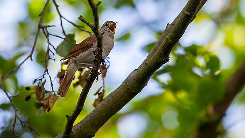 A bird on a branch trills to itself.