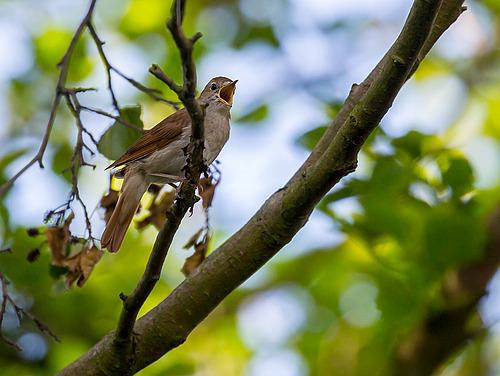 A bird on a branch trills to itself.