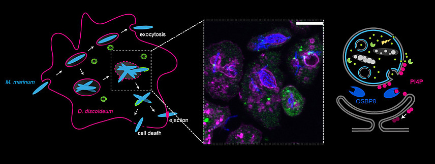 Collage of microscopy images and graphic representations of cellular processes; the labels read “M. marinum”, “D. discoideum”, “exocytosis”, “ejection”, “cell death”, ‘PI4P’, “OSBP8”.