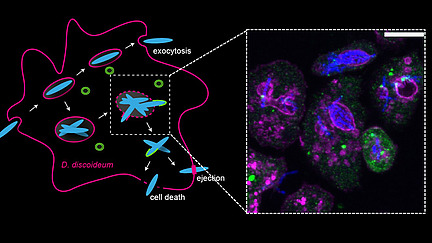 Collage of microscopy images and graphic representations of cellular processes; the labels read “M. marinum”, “D. discoideum”, “exocytosis”, “ejection”, “cell death”, ‘PI4P’, “OSBP8”.