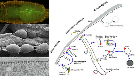 Collage of microscopy images and graphic representations of cellular processes; the labels include “Differentiation”, “Functional Nephrocyte” and “Cellular Ageing”.