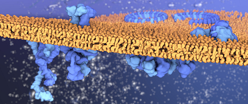 Grafische Darstellung blauer Proteine, die in eine orangefarbene Membran eingebettet sind. 