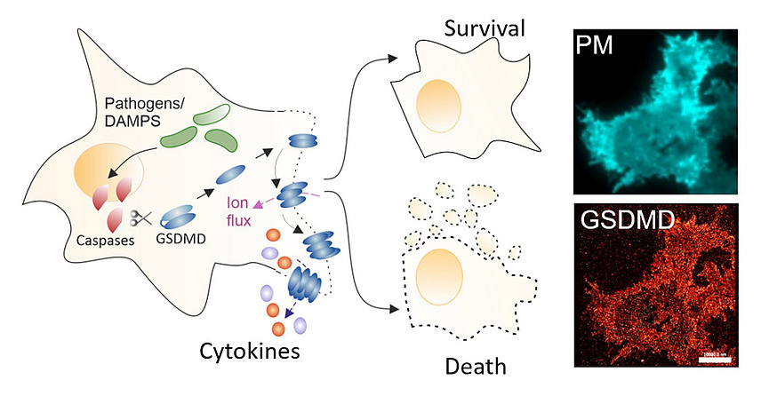 Collage of microscopy images and graphic representations of cellular processes; the labels include “Survival”, “Cytokines“ and ”Death".