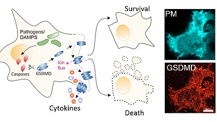 Collage of microscopy images and graphic representations of cellular processes; the labels include “Survival”, “Cytokines“ and ”Death".