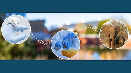 Collage mit drei kreisf&ouml;rmigen Fotos, die eine Maus, eine pipettierende Hand und einen Elefanten zeigen, im Hintergrund ist verschwommen das Biologiegeb&auml;ude zu erkennen.