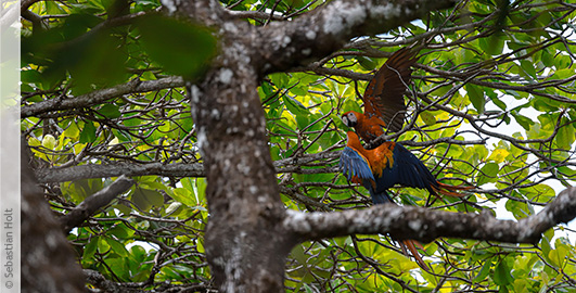 Zwei Papagein balzen in den Ästen in Costa Rica