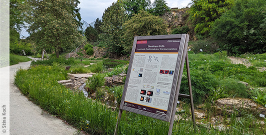 Eine Schautafel mit Bildern und Erklärungen zu einem Forschungsprojekt steht am Weg im Botanischen Garten