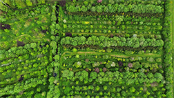 Blick von oben auf einen Nahrungswald: Bäume, Sträucher, Gemüsepflanzen, Blütenpflanzen in Reihen