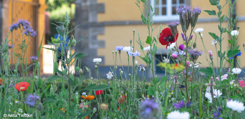 Mohnblumen, Kornblumen und weitere bunte Blumen im Beet im Schloss-Innenhof