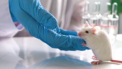 Maus im Labor, behutsam gehalten von einer Hand mit Einmalhandschuh