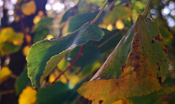 Herbstliche Blätter im Schlossgarten