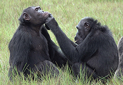 Schimpansen in freier Wildbahn wurden erstmalig dabei beobachtet, wie sie fliegende Insekten fangen und in ihre eigenen und die Wunden von anderen Gruppenmitgliedern auftragen. Möglicherweise beinhalten die Insekten entzündungshemmende oder antiseptische Substanzen. Die Beobachtungen hat ein Forscherteam aus Osnabrück und Leipzig im gemeinsamen „Ozouga“-Schimpansenprojekt im Loango Nationalpark in Gabun gemacht und nun in der Fachzeitschrift Current Biology veröffentlicht