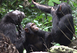 Schimpansen in freier Wildbahn wurden erstmalig dabei beobachtet, wie sie fliegende Insekten fangen und in ihre eigenen und die Wunden von anderen Gruppenmitgliedern auftragen. Möglicherweise beinhalten die Insekten entzündungshemmende oder antiseptische Substanzen. Die Beobachtungen hat ein Forscherteam aus Osnabrück und Leipzig im gemeinsamen „Ozouga“-Schimpansenprojekt im Loango Nationalpark in Gabun gemacht und nun in der Fachzeitschrift Current Biology veröffentlicht